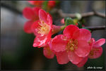 三月桃花开