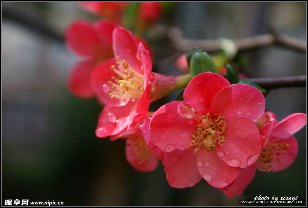 三月桃花开
