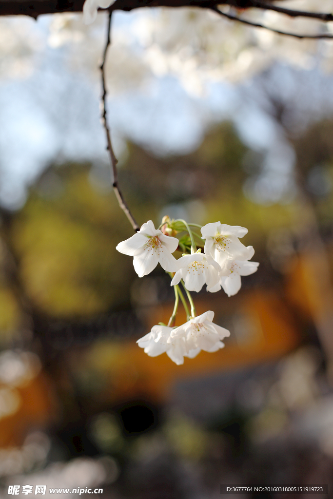 樱花