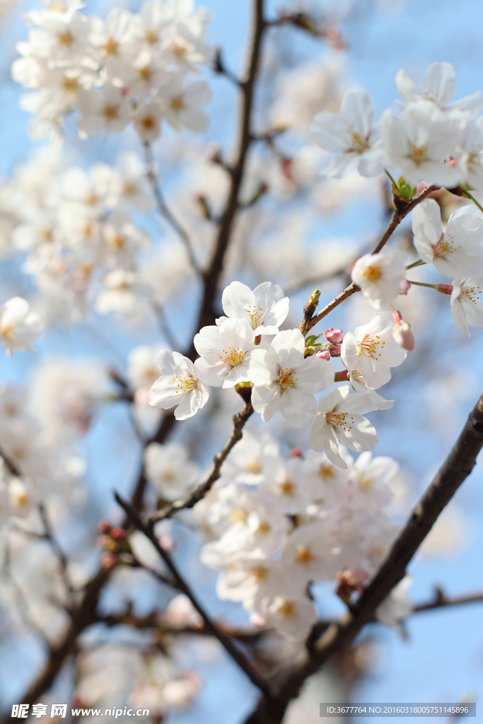 樱花