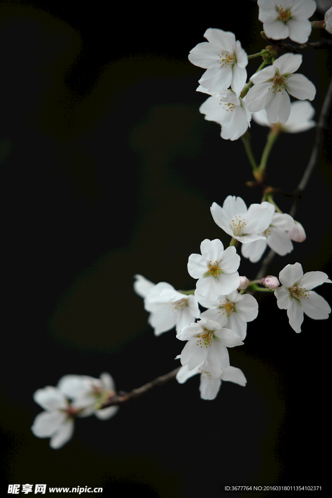 樱花花朵