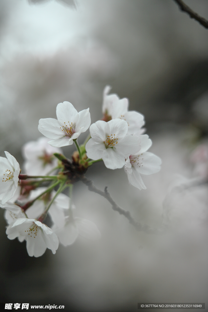 樱花