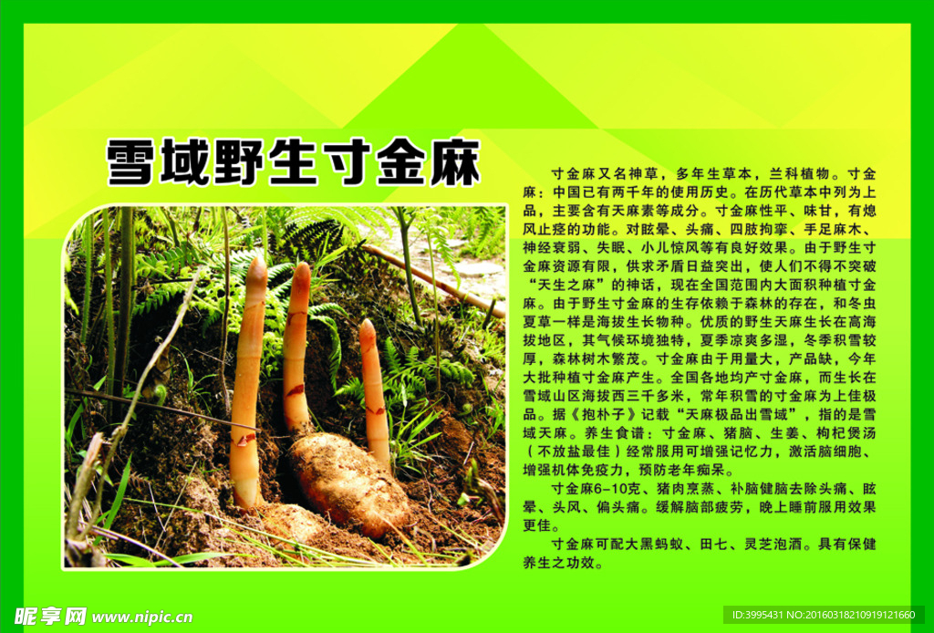 寸金麻天麻