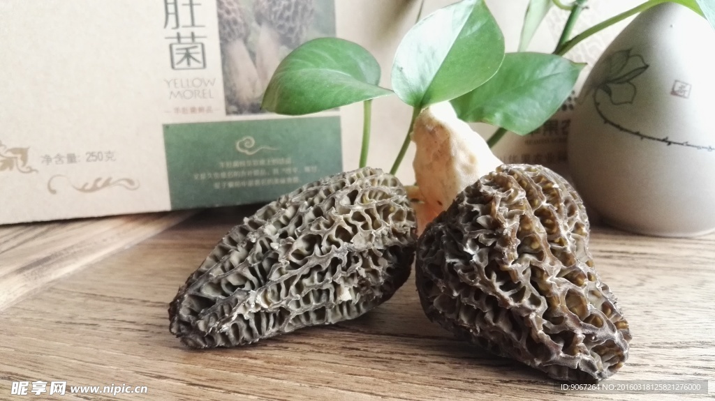 羊肚菌
