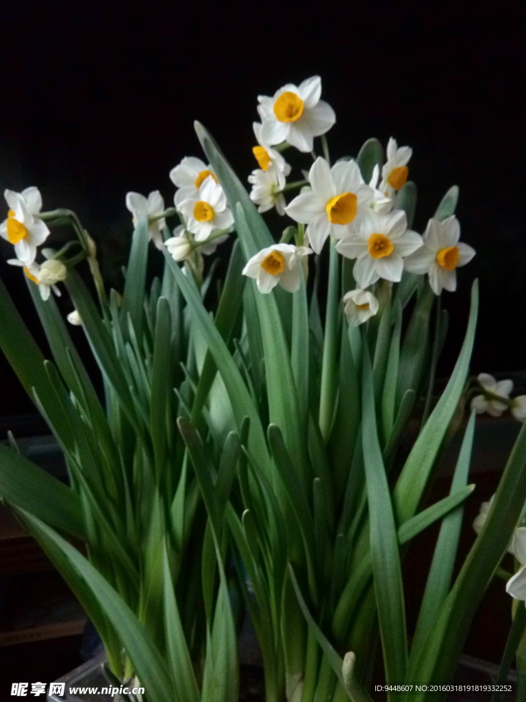 水仙花