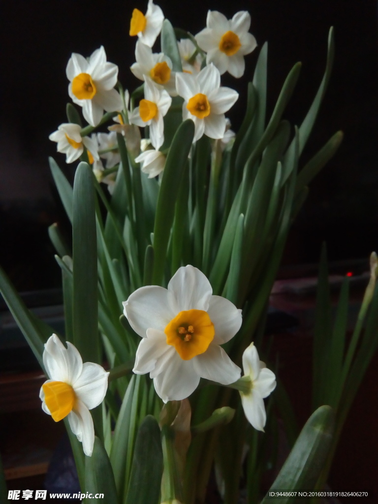 水仙花