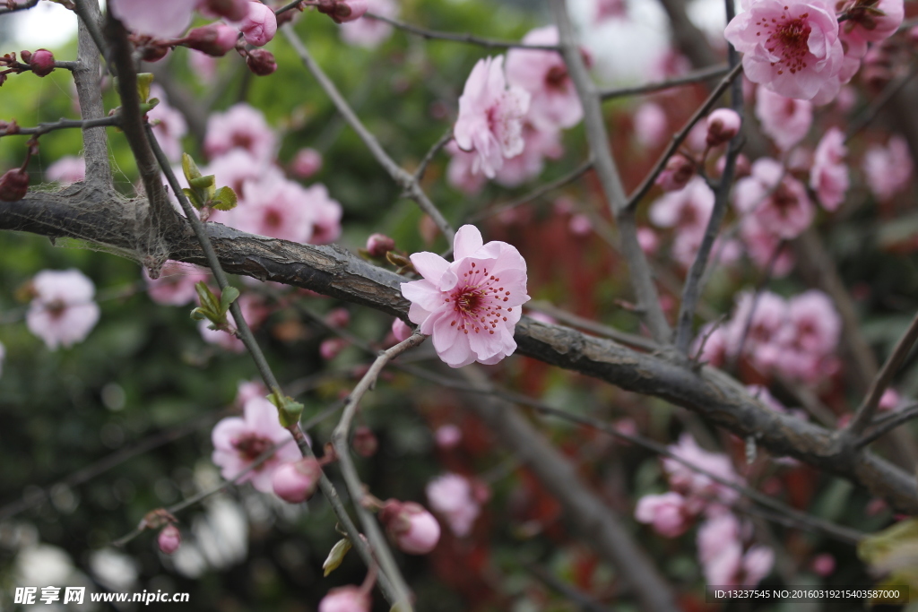 桃花