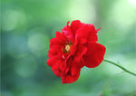 花草摄影