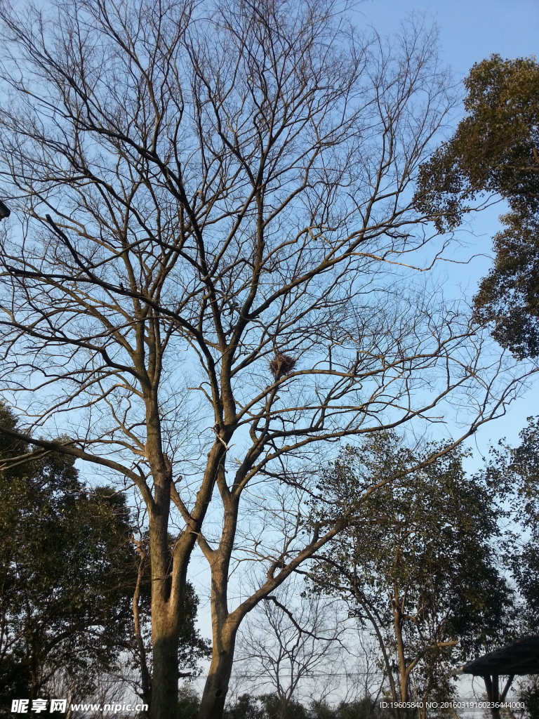 树木