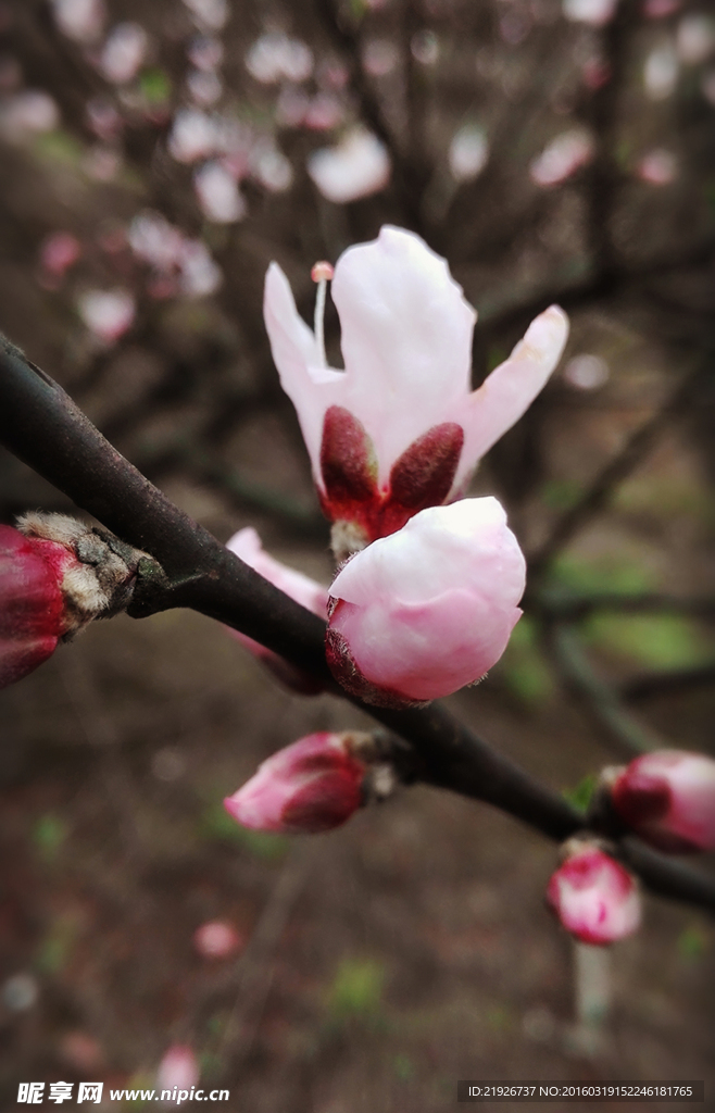 桃花