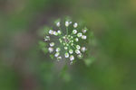 荠菜花
