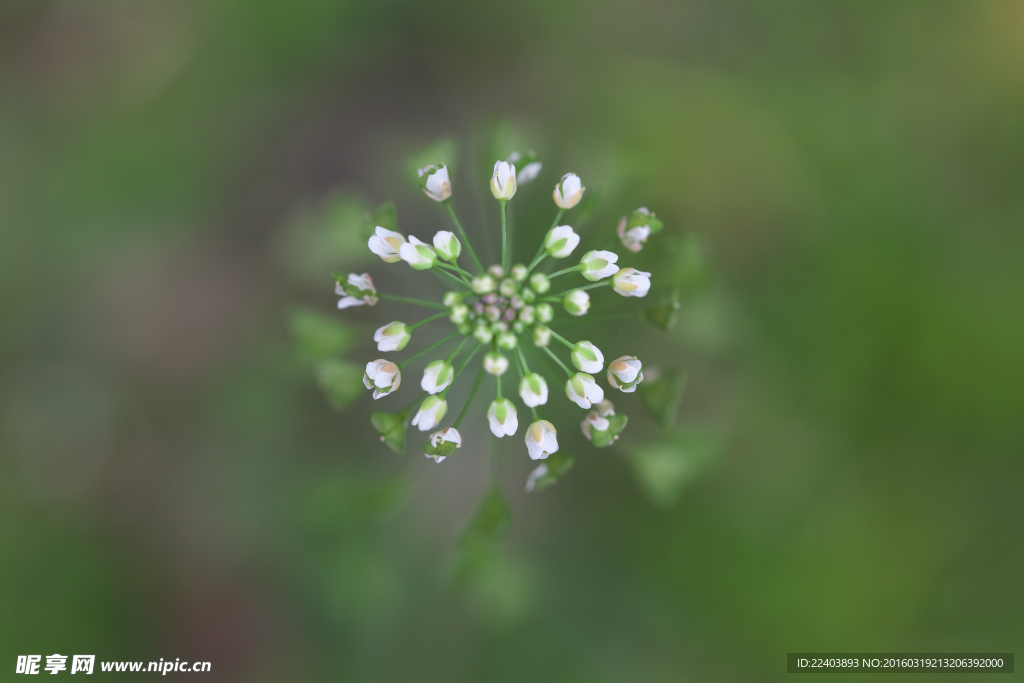 荠菜花