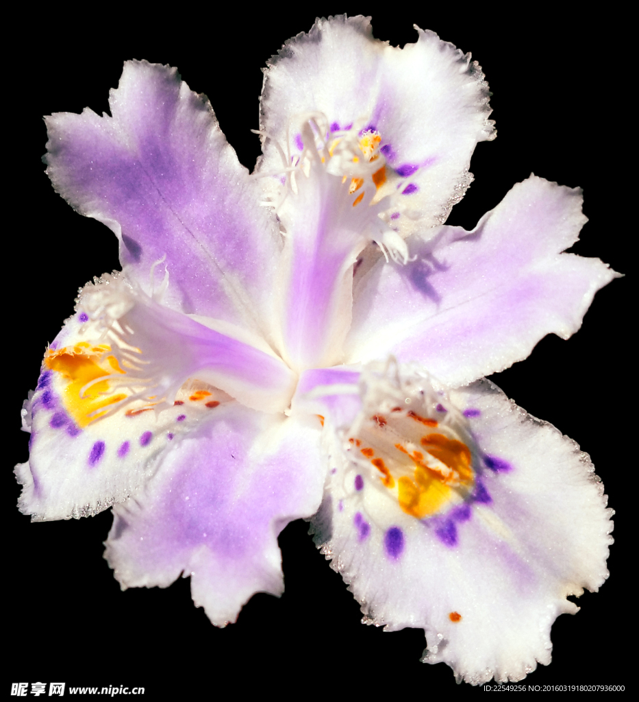 扁担花