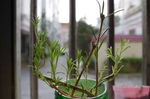孤独的小草