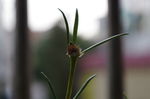 小草