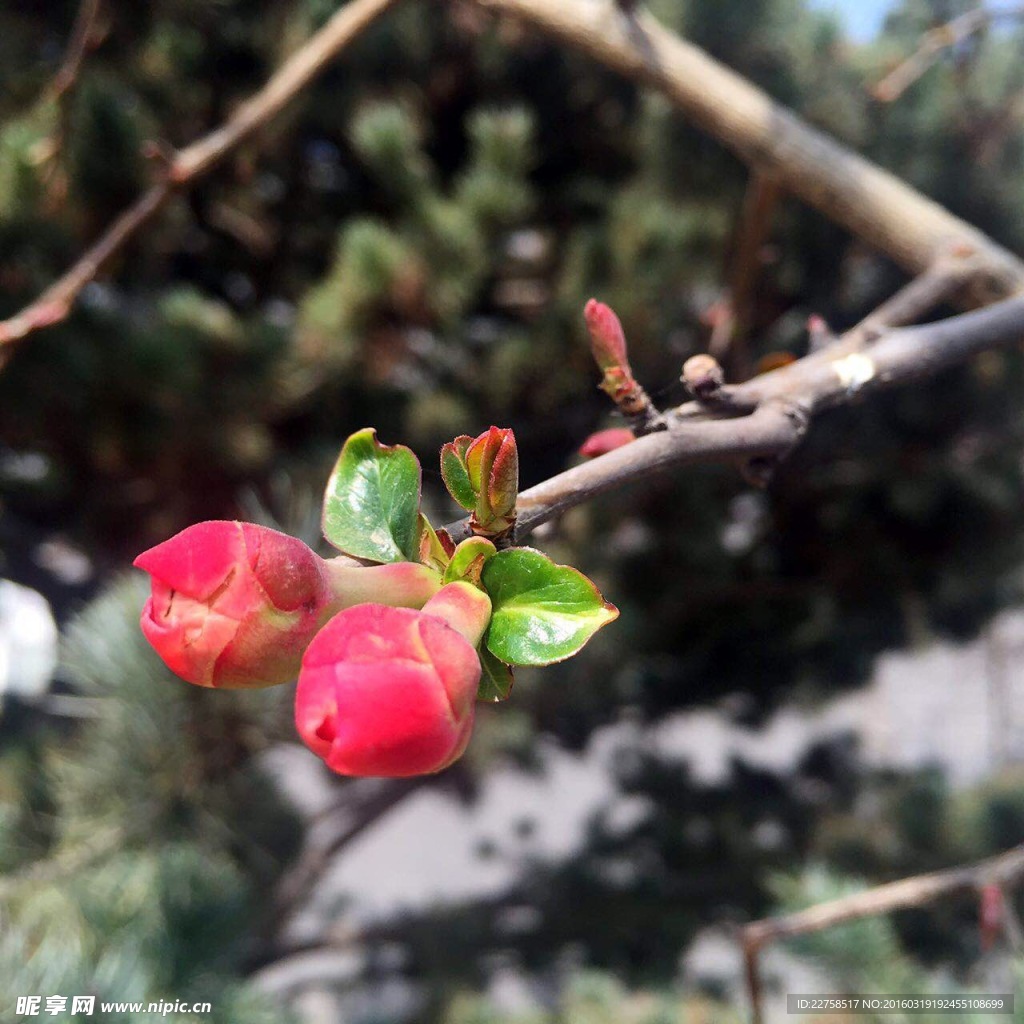 花开并蒂