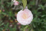 茶花