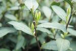 茶牙