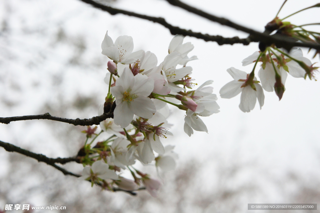 樱花
