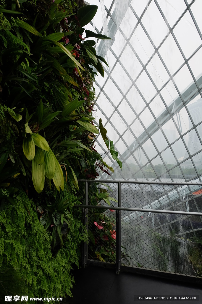 新加坡滨海空中花园植物