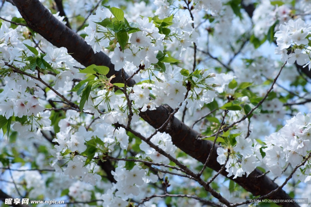 樱花