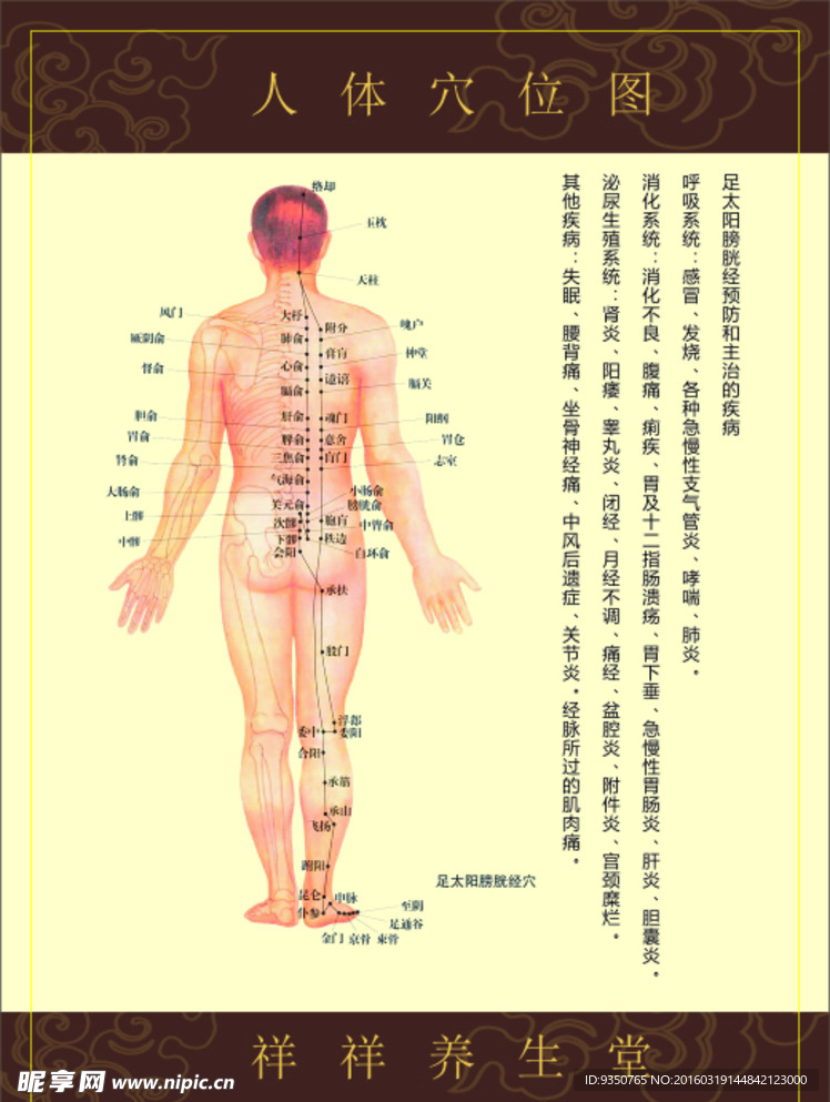 背部反射区