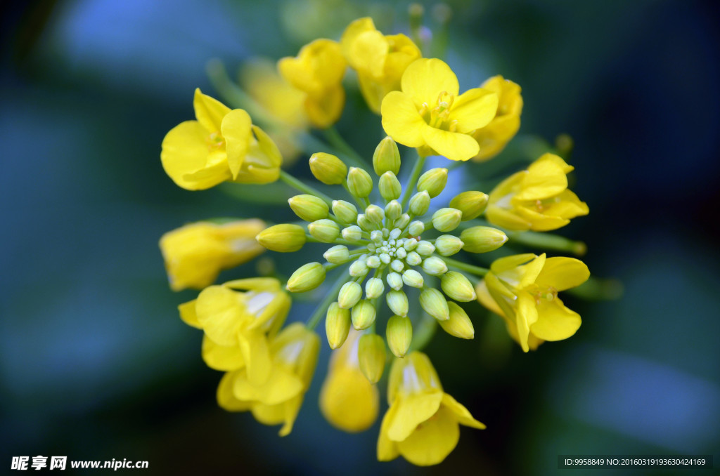 油菜花