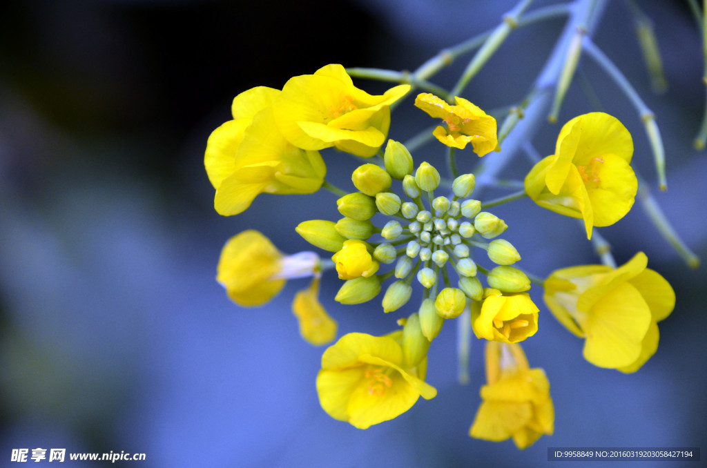 油菜花