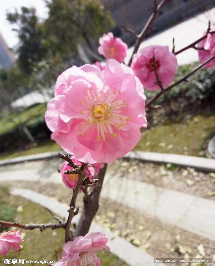 梅花朵朵