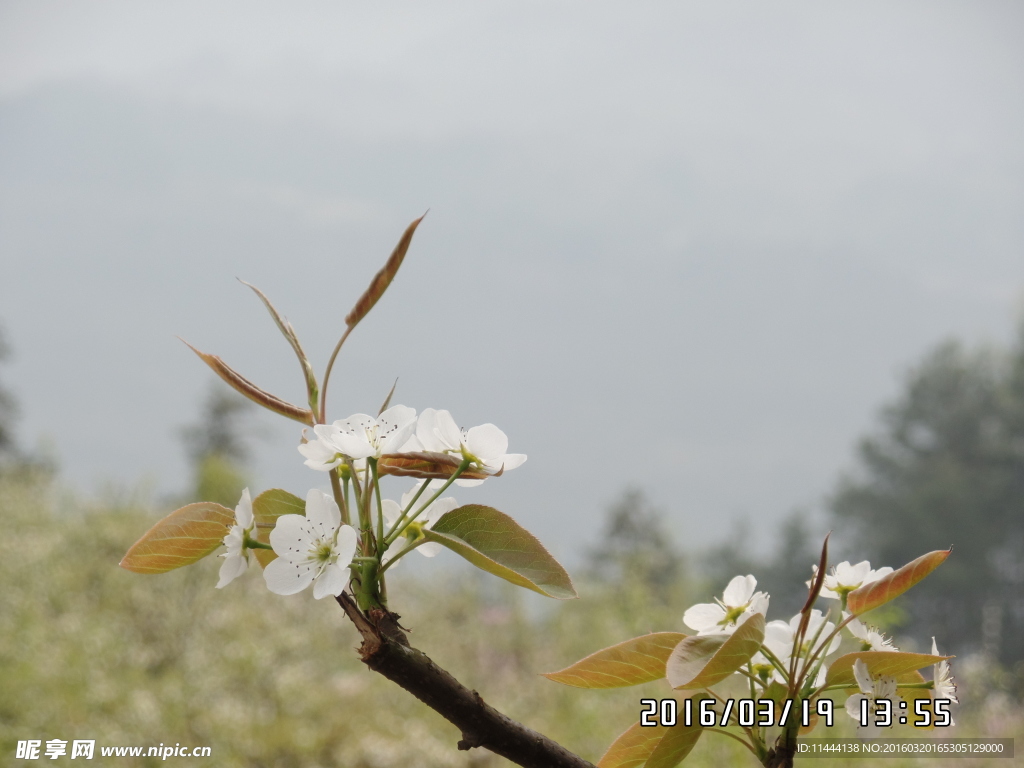 梨花