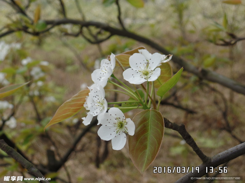 梨花