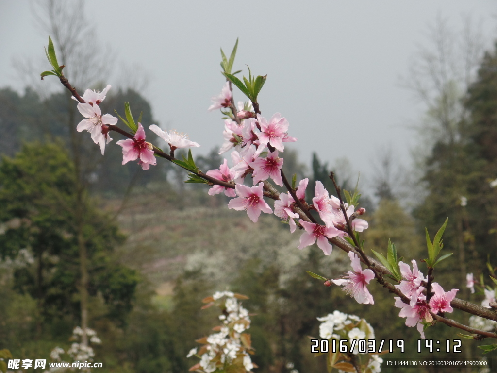 桃花