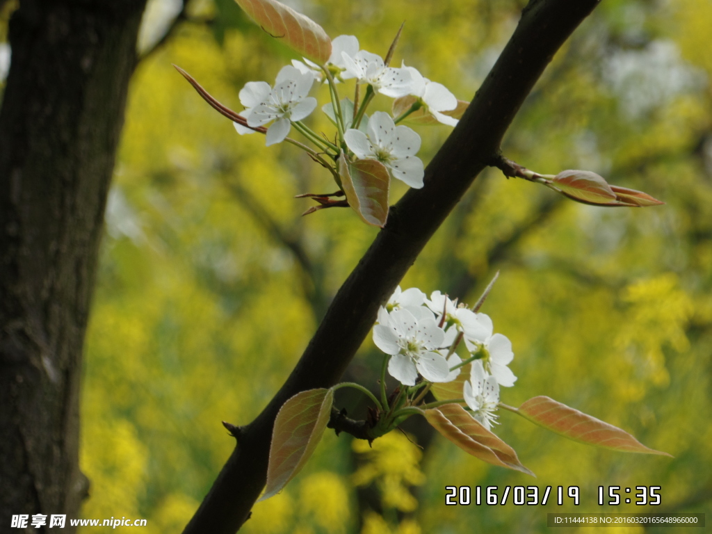 梨花