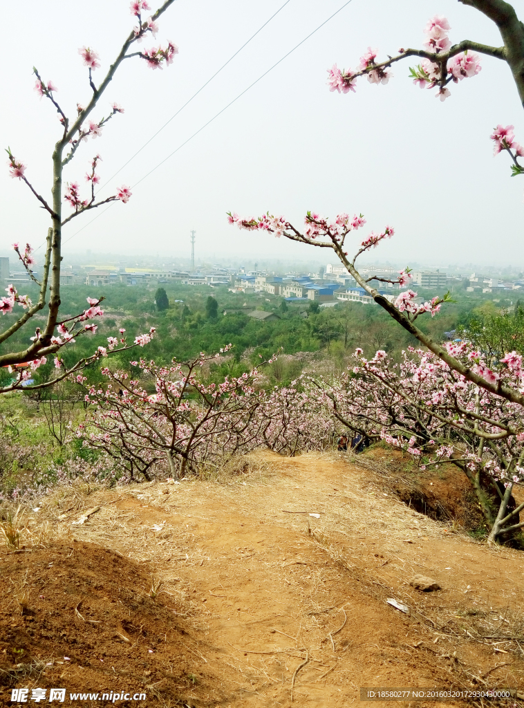 桃花山