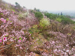 桃花山