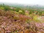 桃花山