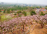 桃花山