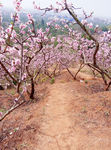 桃花山