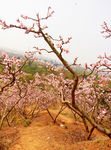桃花山