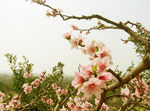 桃花枝