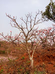 桃花树