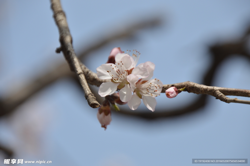 山桃花