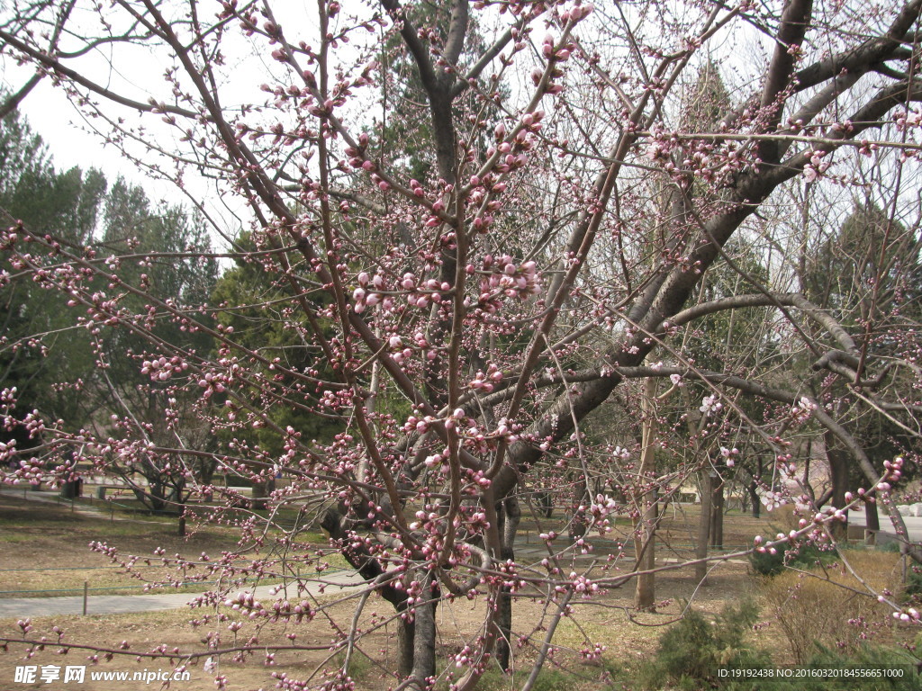 山桃花
