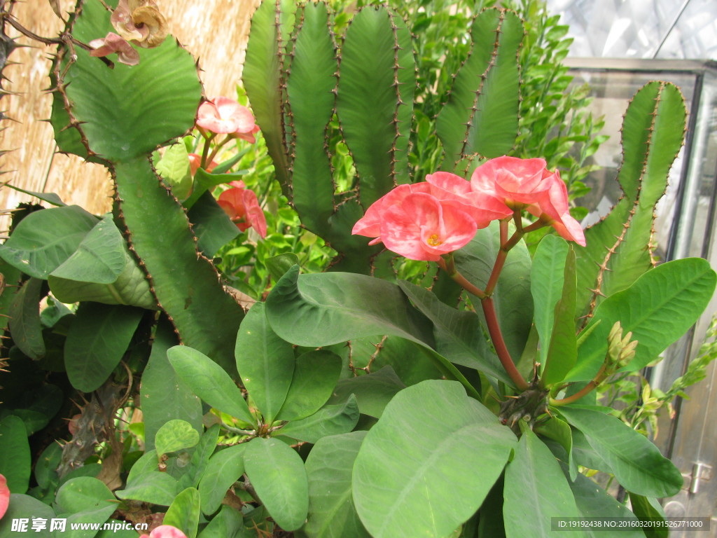 植物园温室