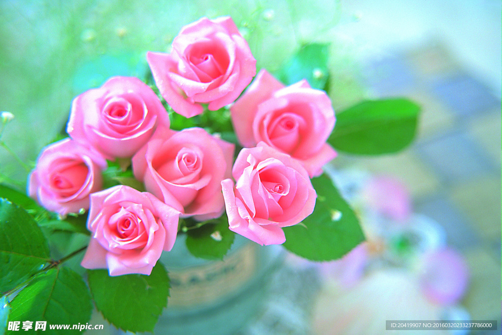 粉红玫瑰花