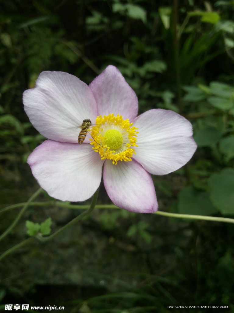 蜜蜂采蜜
