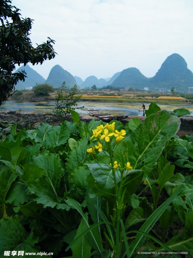 桂林阳朔遇龙河油菜花