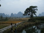 桂林阳朔遇龙河景区麦田