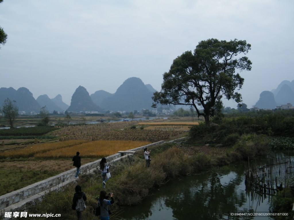 桂林阳朔遇龙河景区麦田