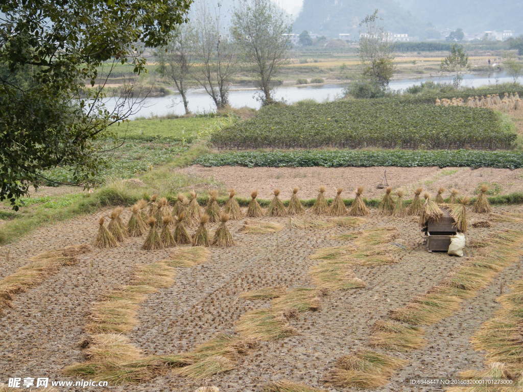 桂林阳朔遇龙河景区麦田